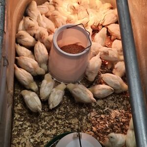 Not Selling Chicks But Cute💛